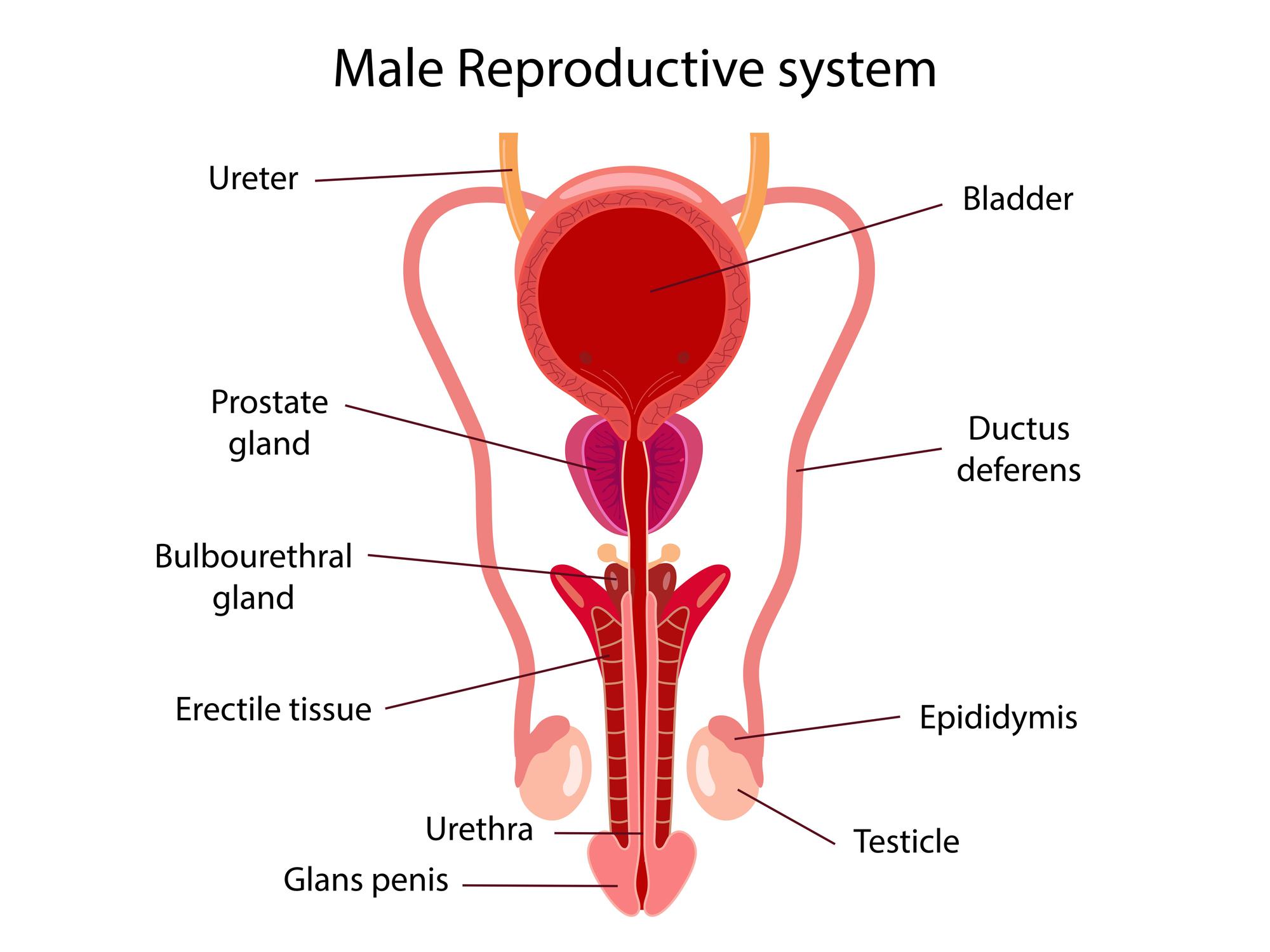 Men's Health and ED Treatment