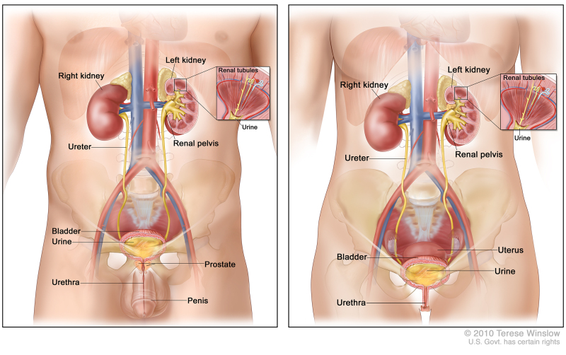 Oncological Urology