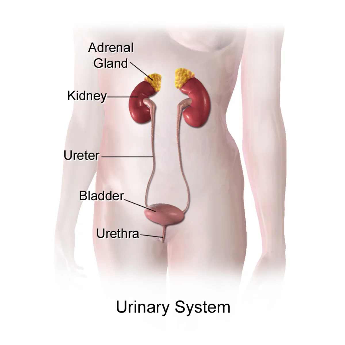 Robotic Ureteric Reimplantation